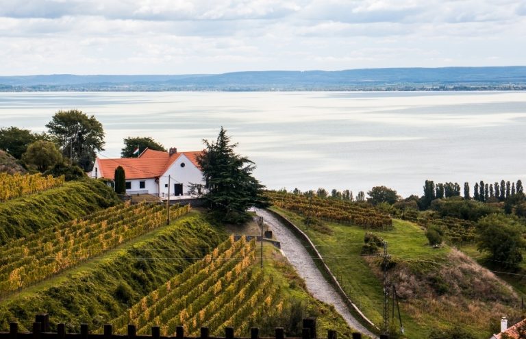 Vineyard on Lake Balaton, Hungary