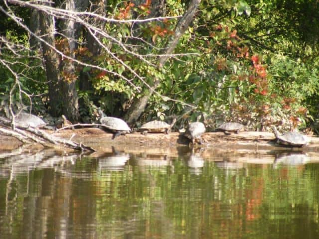 Turtles on the Shore of Swift Creek Lake