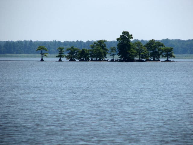 Trees at Lake Mattamuskeet