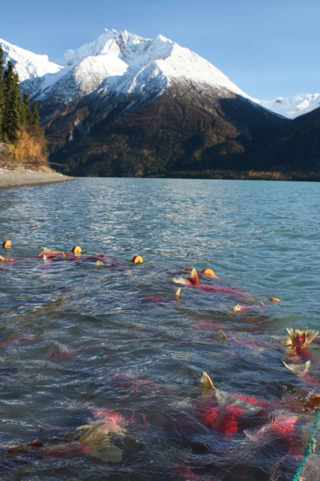 Salmon at Lake Clark