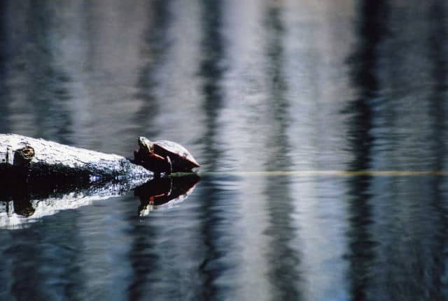 Turtle at Lums Pond