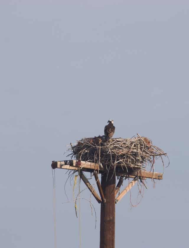 Osprey Nest at Lake Agnes