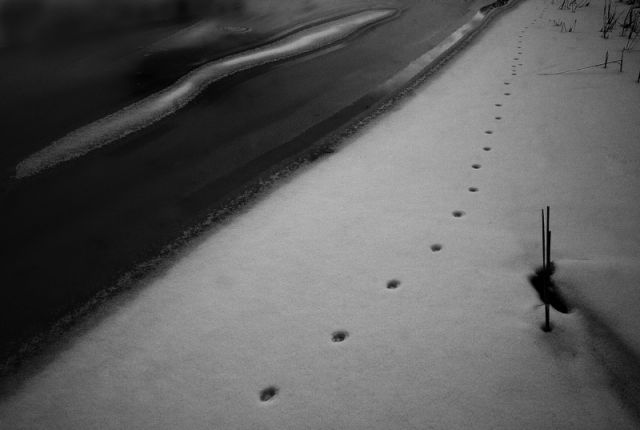 spruce run muscrat tracks
