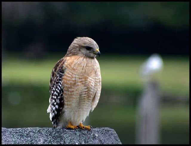 Juvenile Hawk at Lake Dora