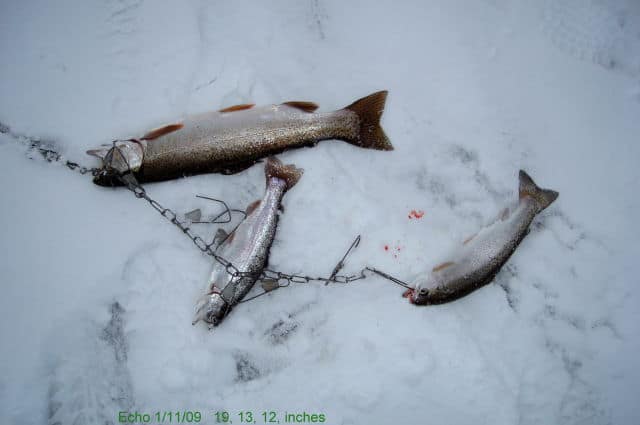 Echo Catch 1/11/2009