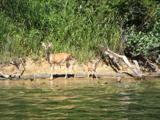 Wildlife at Tenmile Lake