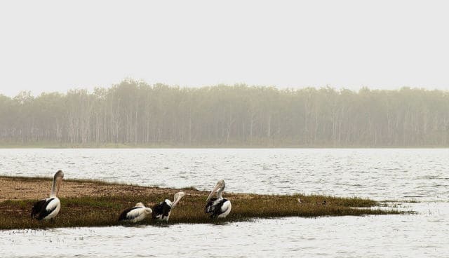 Wildlife at Lake Tinaroo