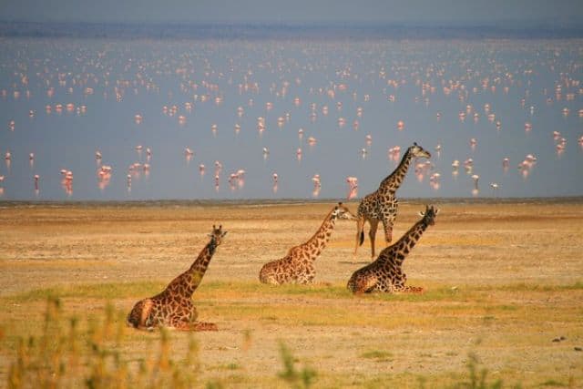 Wildlife at Lake Manyara