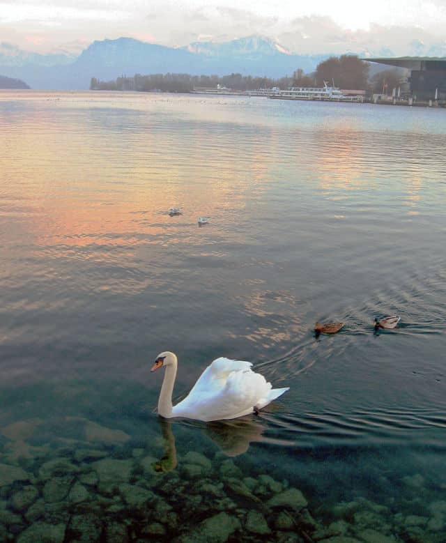 Swan at Lake Lucerne