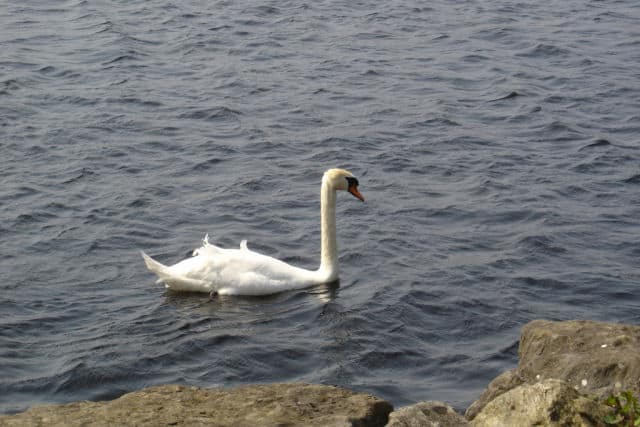 Swan at Lough Derg
