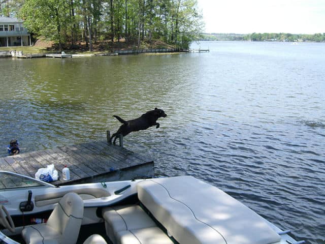 Lay Lake Water Dog