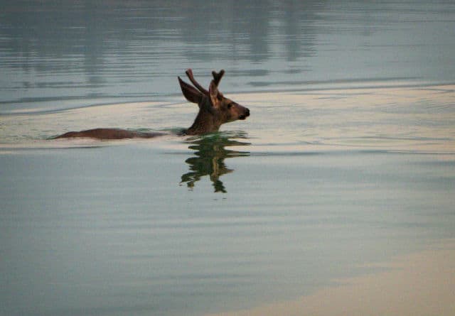Deer Crossing Shasta Lake