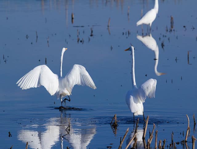 Egrets at Horicon National Wildlife Refuge