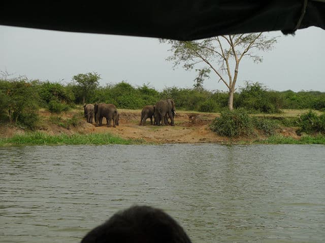 Lake Edward Elephants