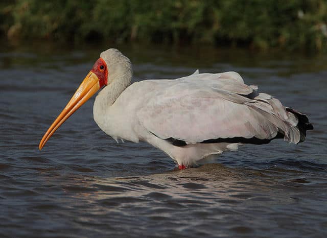 Lake Nakuru Yellow-billed Stork