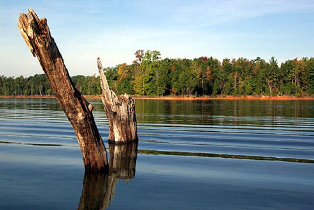 Stumps at Lake Russell