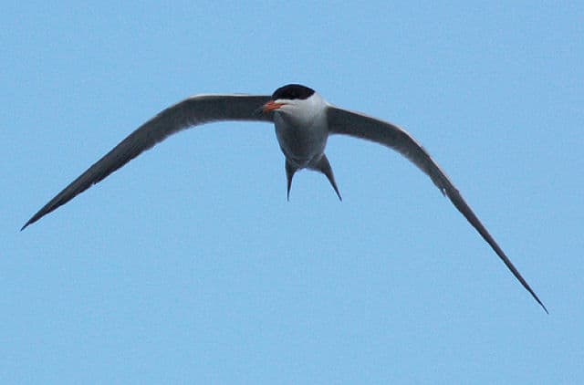 Forsters Tern at Spirit Lake