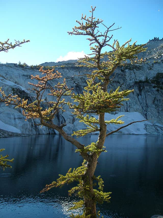 Talisman Lake Larch Tree