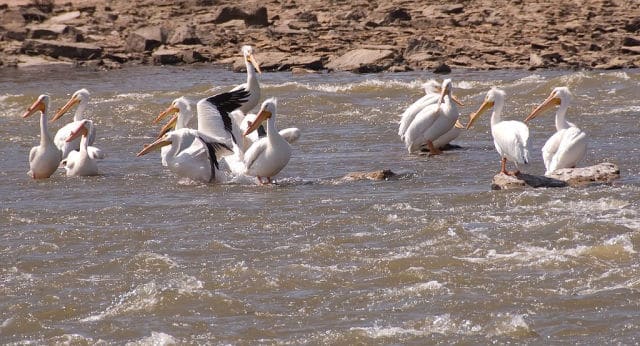 Pelicans at Kaw Lake