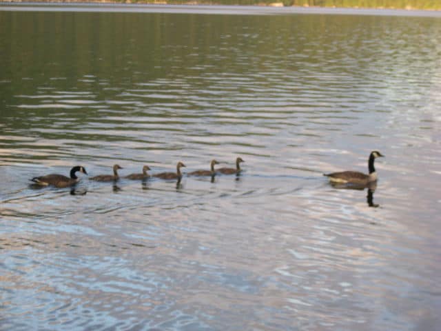 Canada Goose Family on Crystal Lake