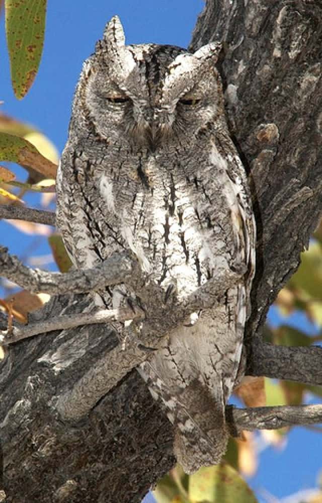 African Scopes-Owl