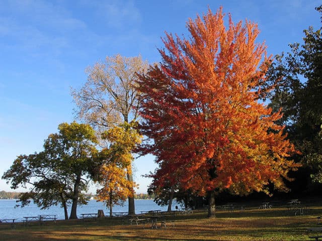 Wamplers Lake Autumn