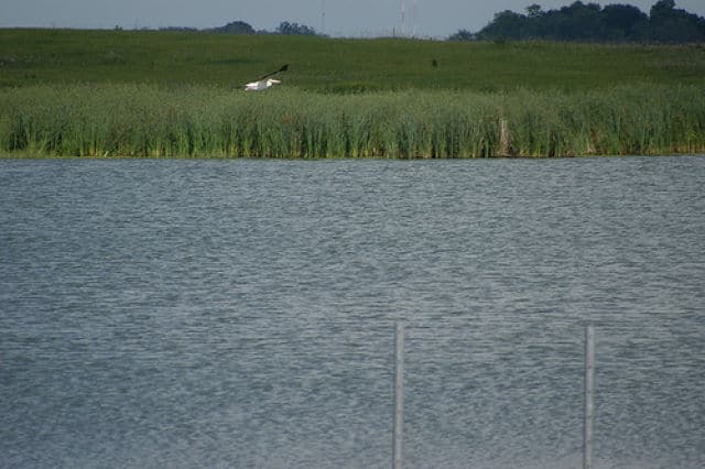 Pelican Flying Over Pelican Lake