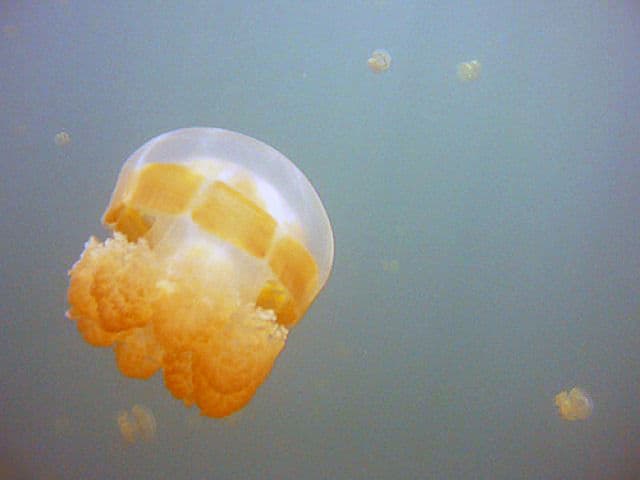 Palau Jellyfish