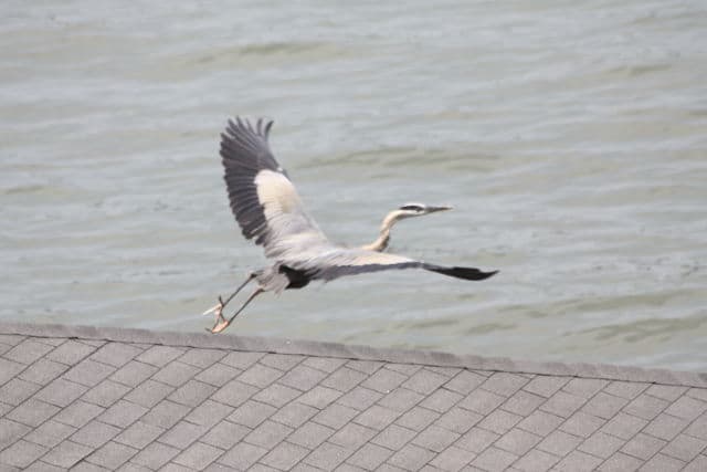Lake Sinclair Heron in flight