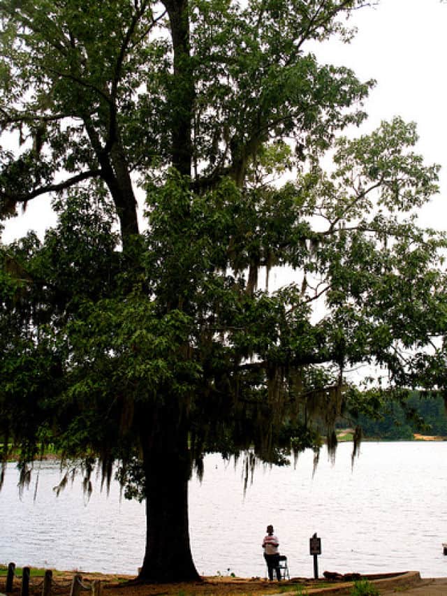 Lake Tangipahoa Fishing