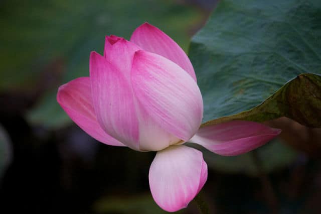 Lotus Flower at Lotus Lake
