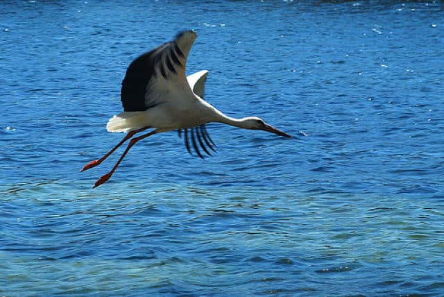 Lake Bafa Whooper Crane