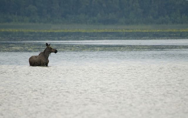 Quartz Lake Moose