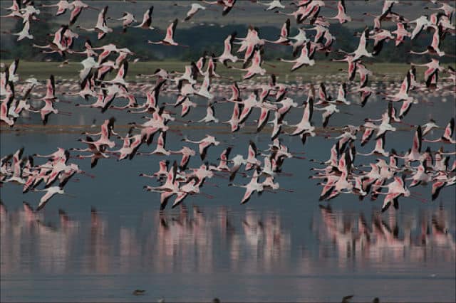 Lesser Flamingoes in Flight
