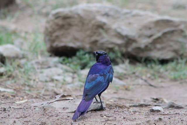 Red-shouldered Glossy Starling