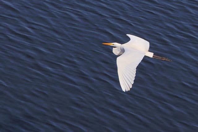 Great Egret at Lake D'Arbonne