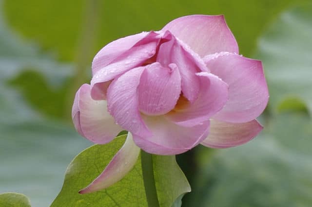West Lake Lotus Flower