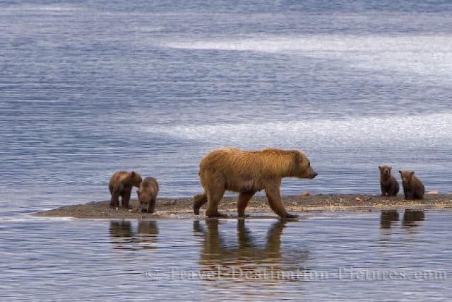 Katmai Park Bear Family