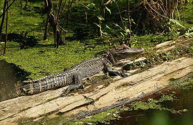 Yazoo National Wildlife Refuge Alligator