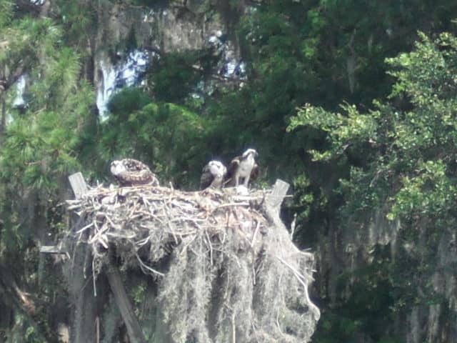 osprey family