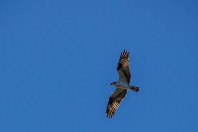 Osprey