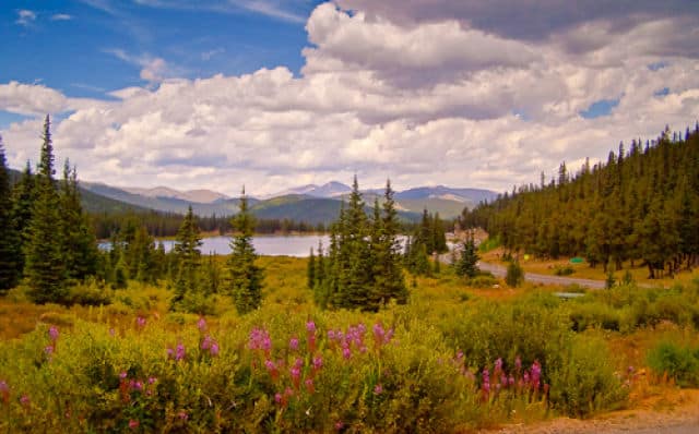 Echo Lake-Early Fall Wildflowers