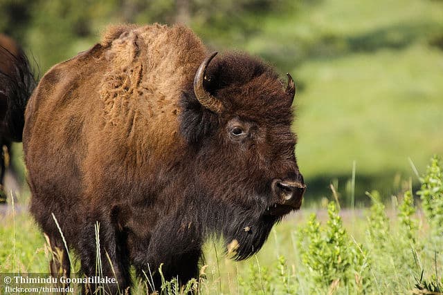 Bison at Custer State Park