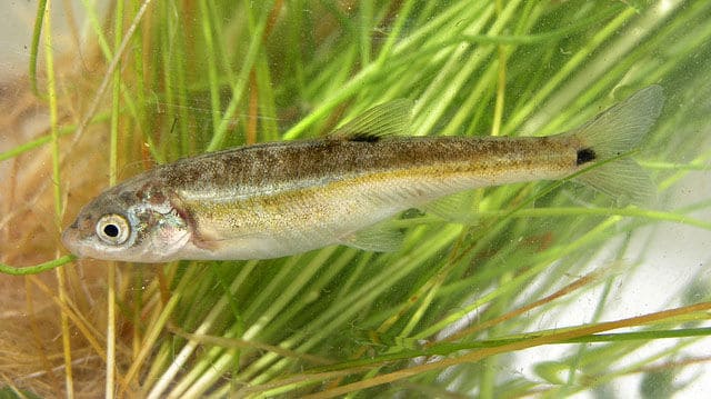 Nevada Dace Fish