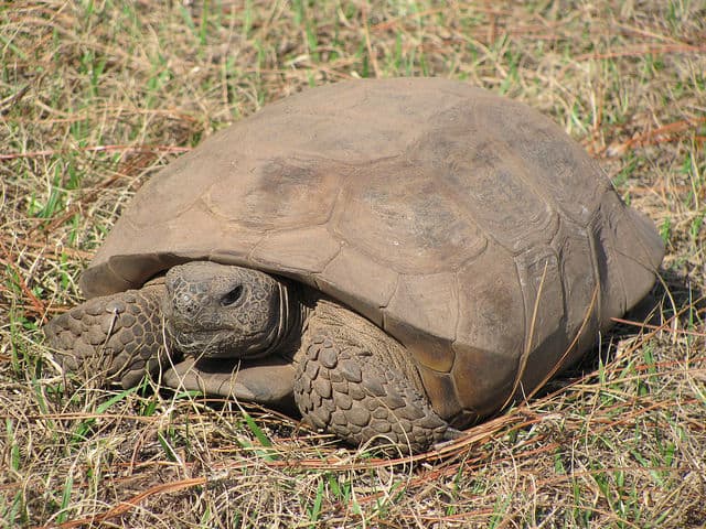 Gopher Tortoise