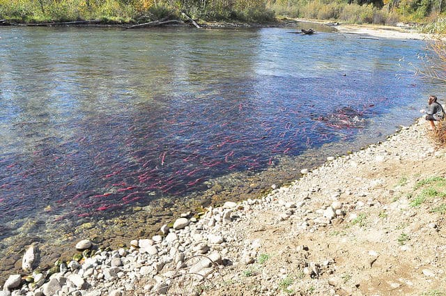 Adams River Sockeye Salmon Run