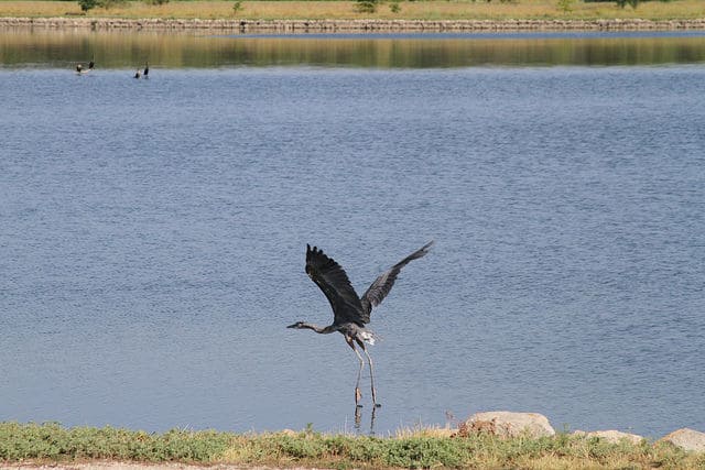 Blue Heron at Melvern Lake